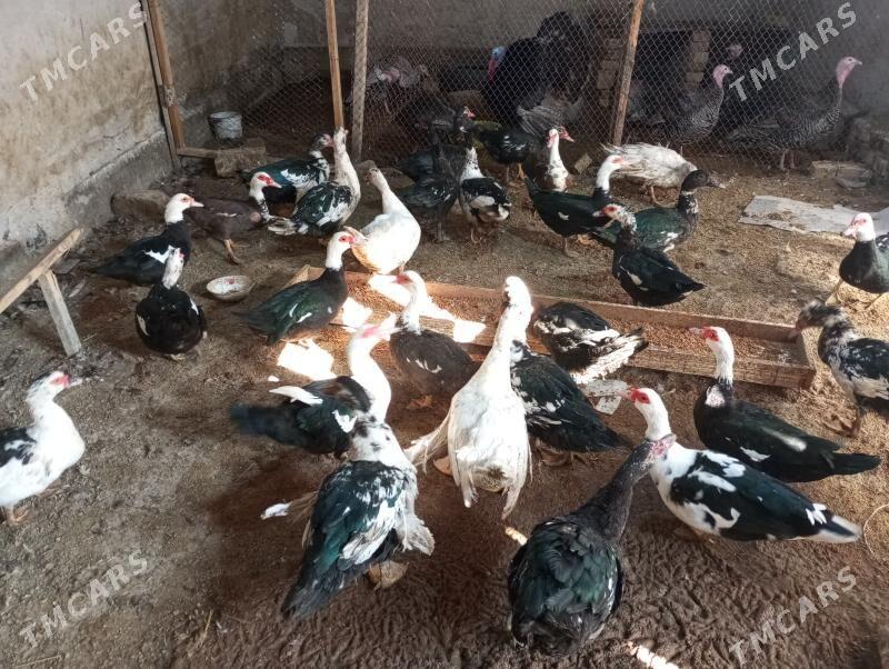 ордеклер - Туркменабат - img 5