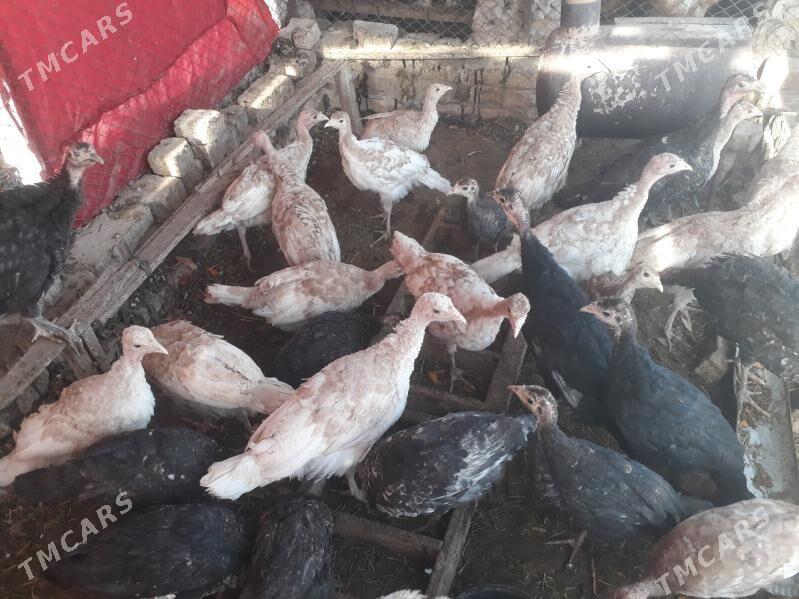 induk jùyje - Туркменгала - img 3