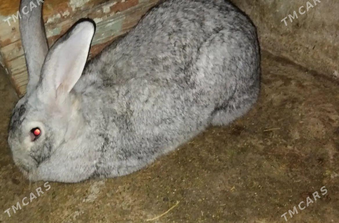 welikan towsan - Magtymguly - img 3