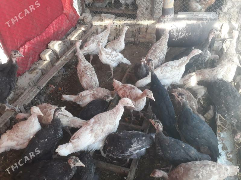 induk jùyje - Туркменгала - img 4