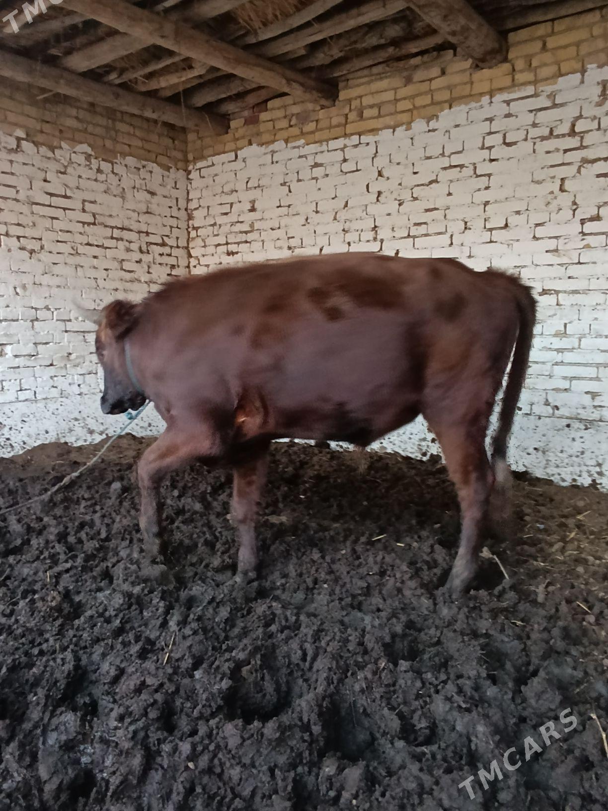 ökiz - Туркменабат - img 3