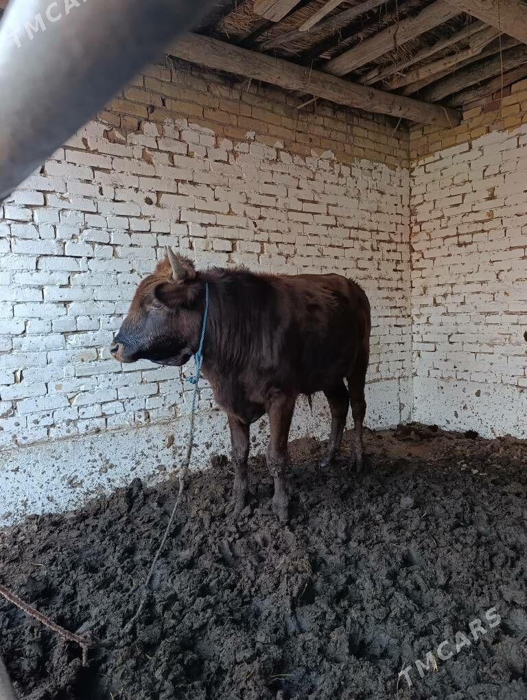 ökiz - Туркменабат - img 2