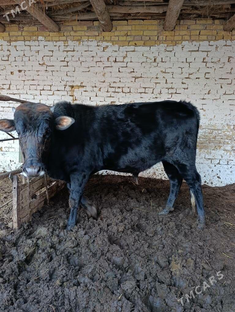 ökiz - Туркменабат - img 4