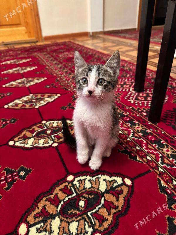 pişik - Дашогуз - img 2