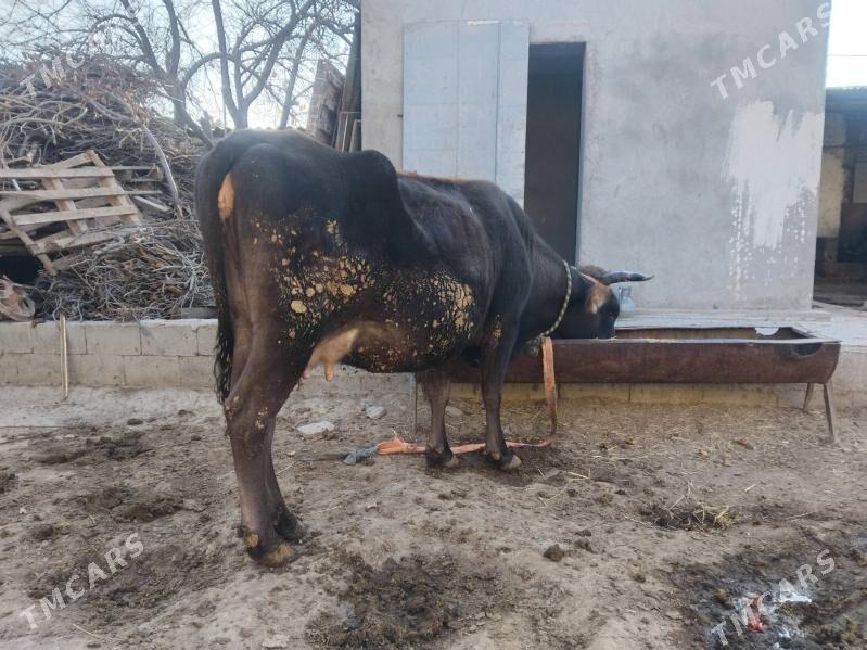 Sygyr - Bäherden - img 2