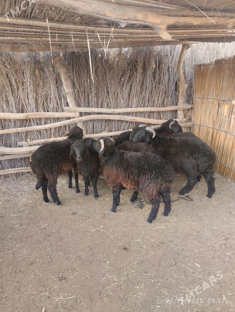 araby toklylyar - Сакарчага - img 2