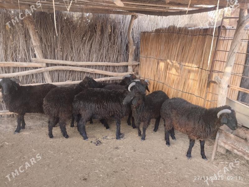 araby toklylyar - Сакарчага - img 4