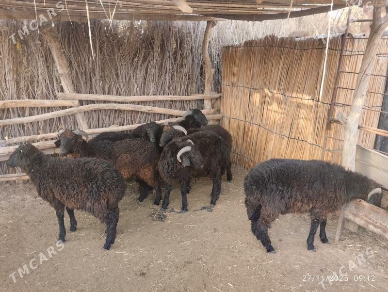 araby toklylyar - Сакарчага - img 3