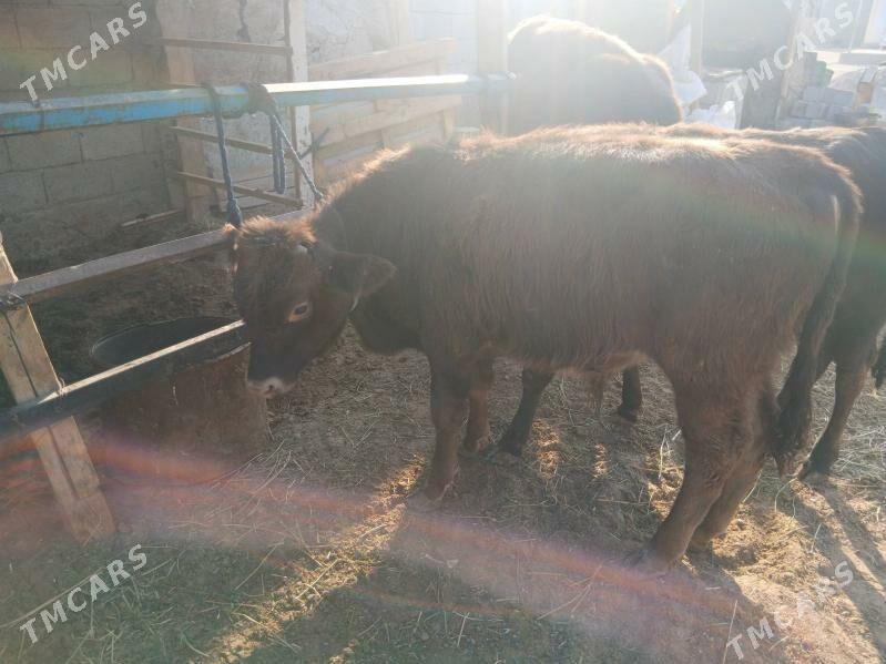 okuzce - Чоганлы - img 2