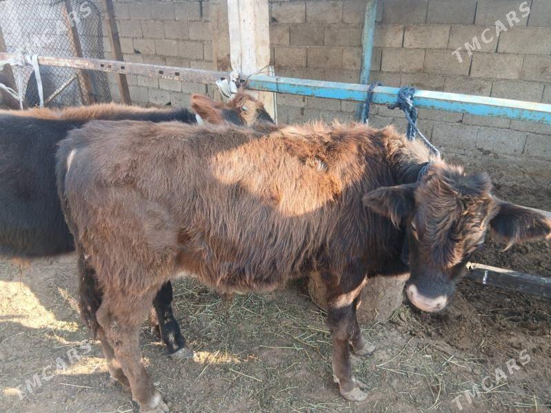 okuzce - Чоганлы - img 1