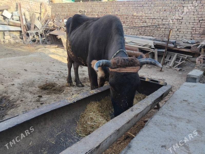 Sygyr - Bäherden - img 5