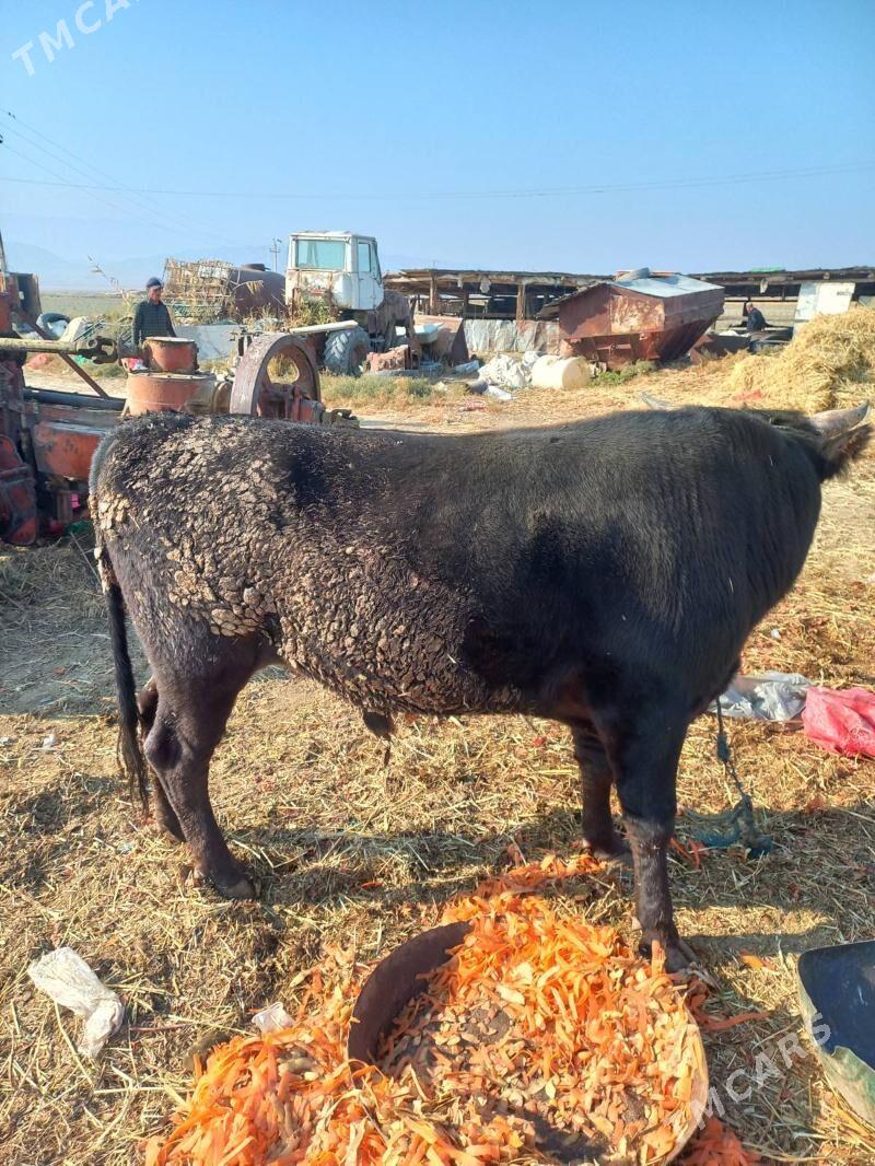 okuz - Ашхабад - img 2