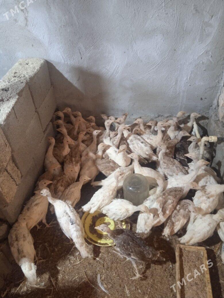 Induk juýje - Херрикгала - img 2