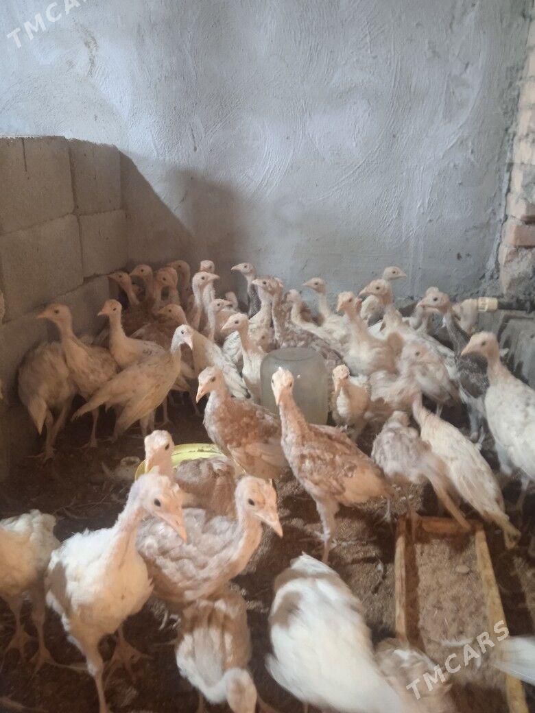 Induk juýje - Херрикгала - img 3