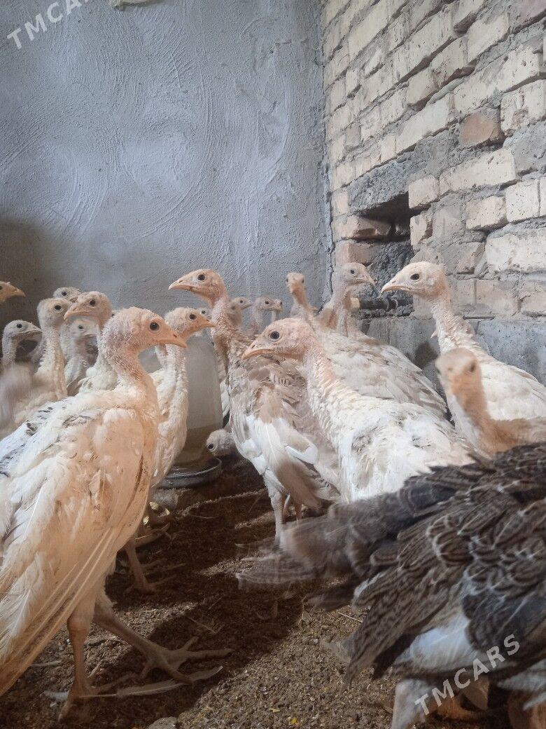 Induk juýje - Херрикгала - img 4