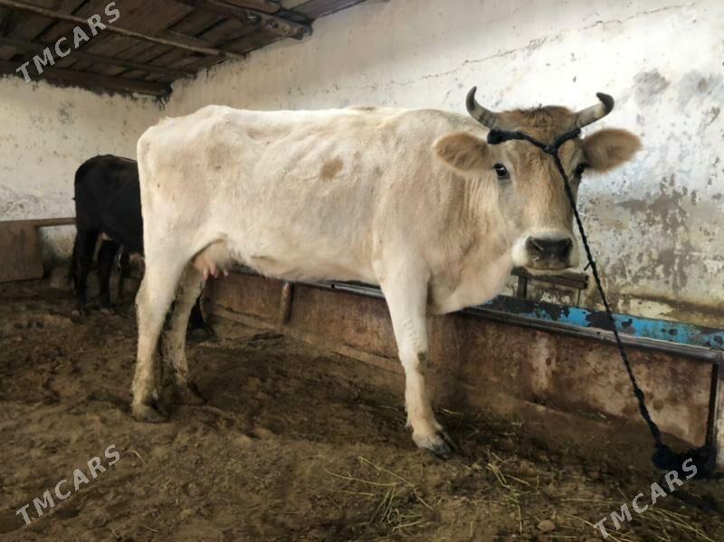 Siwet Sygyr - Хитровка - img 2