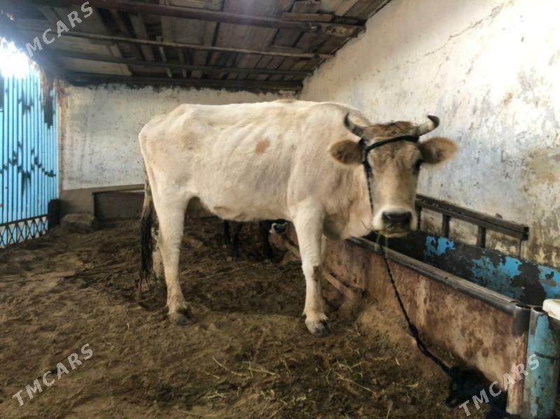 Siwet Sygyr - Хитровка - img 3