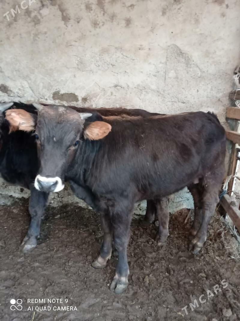 Arassa swes okuzler - Ашхабад - img 2