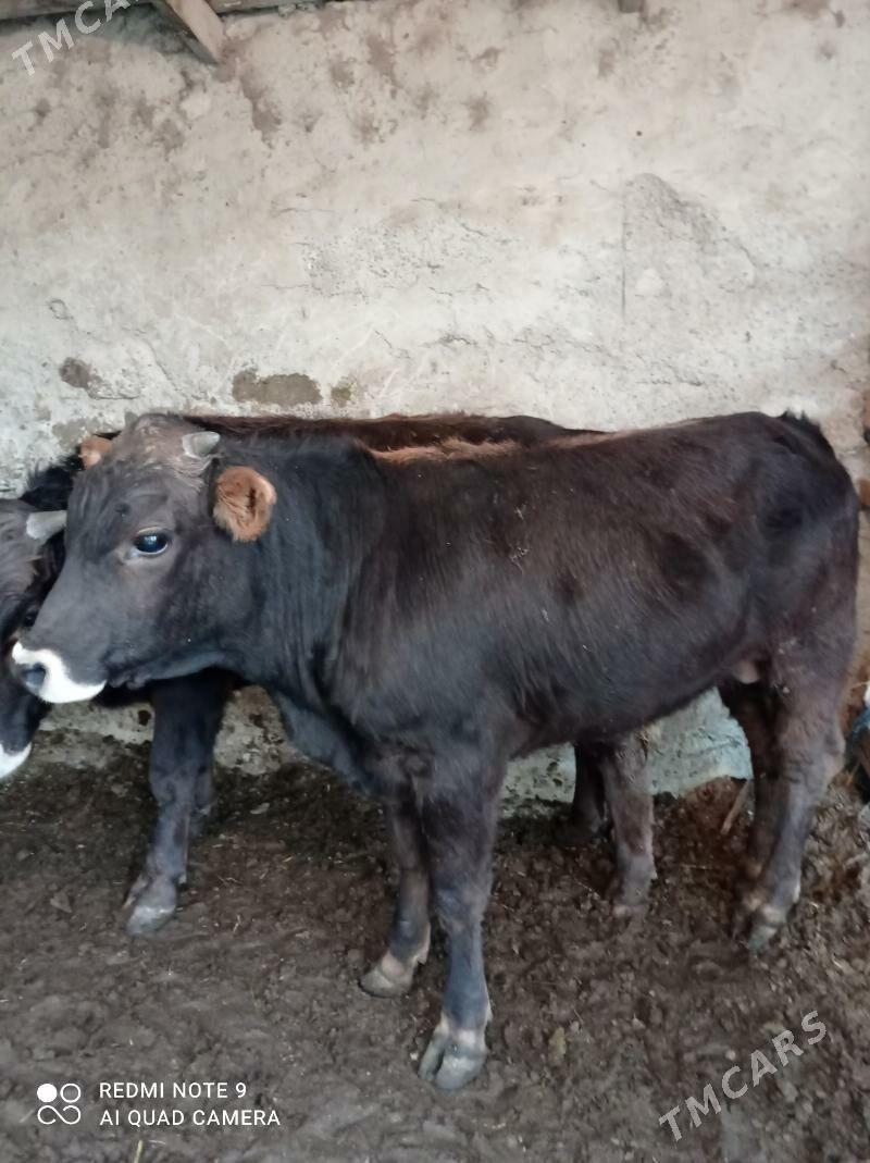 Arassa swes okuzler - Ашхабад - img 3