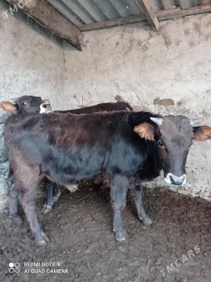 Arassa swes okuzler - Ашхабад - img 1