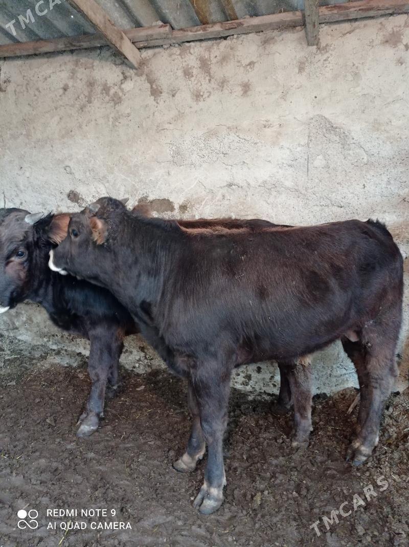 Arassa swes okuzler - Ашхабад - img 5