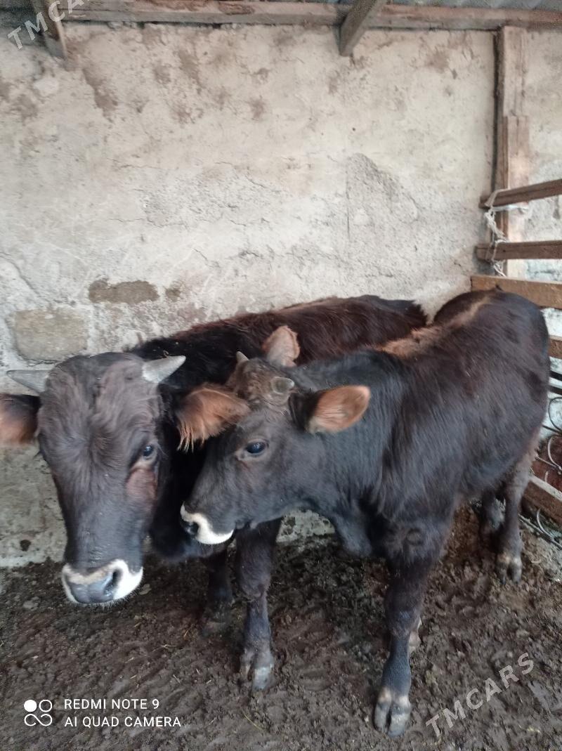 Arassa swes okuzler - Ашхабад - img 4