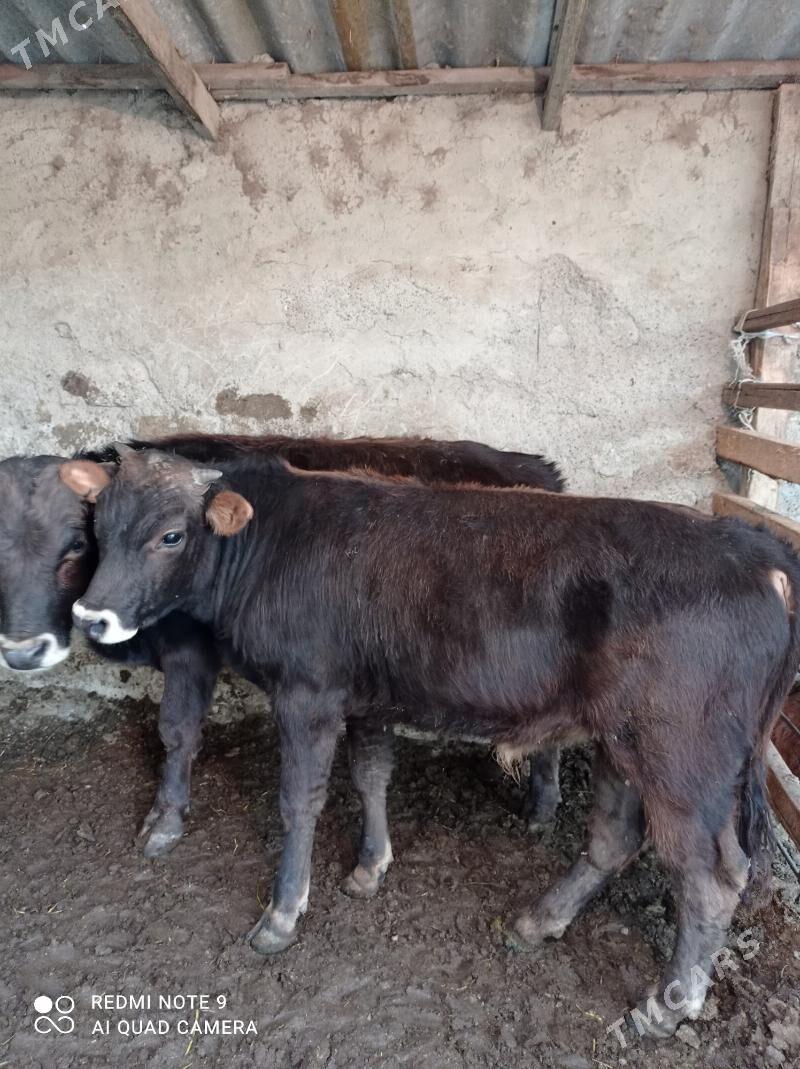 Arassa swes okuzler - Ашхабад - img 8