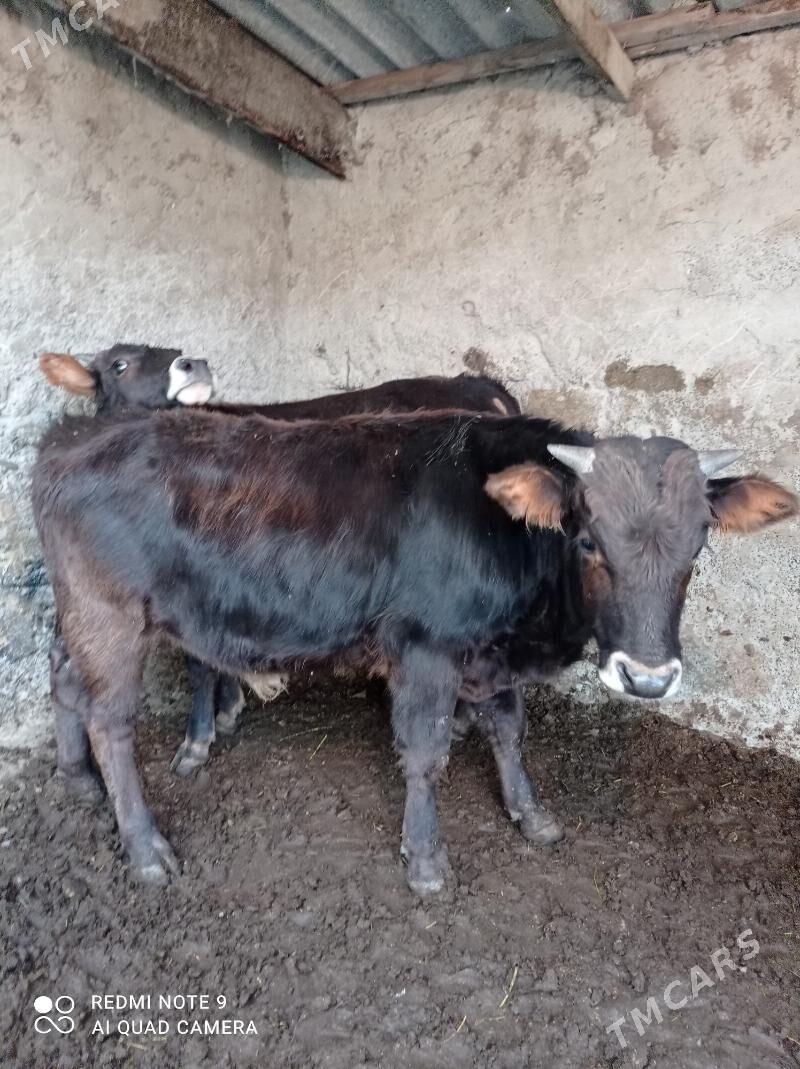 Arassa swes okuzler - Ашхабад - img 7