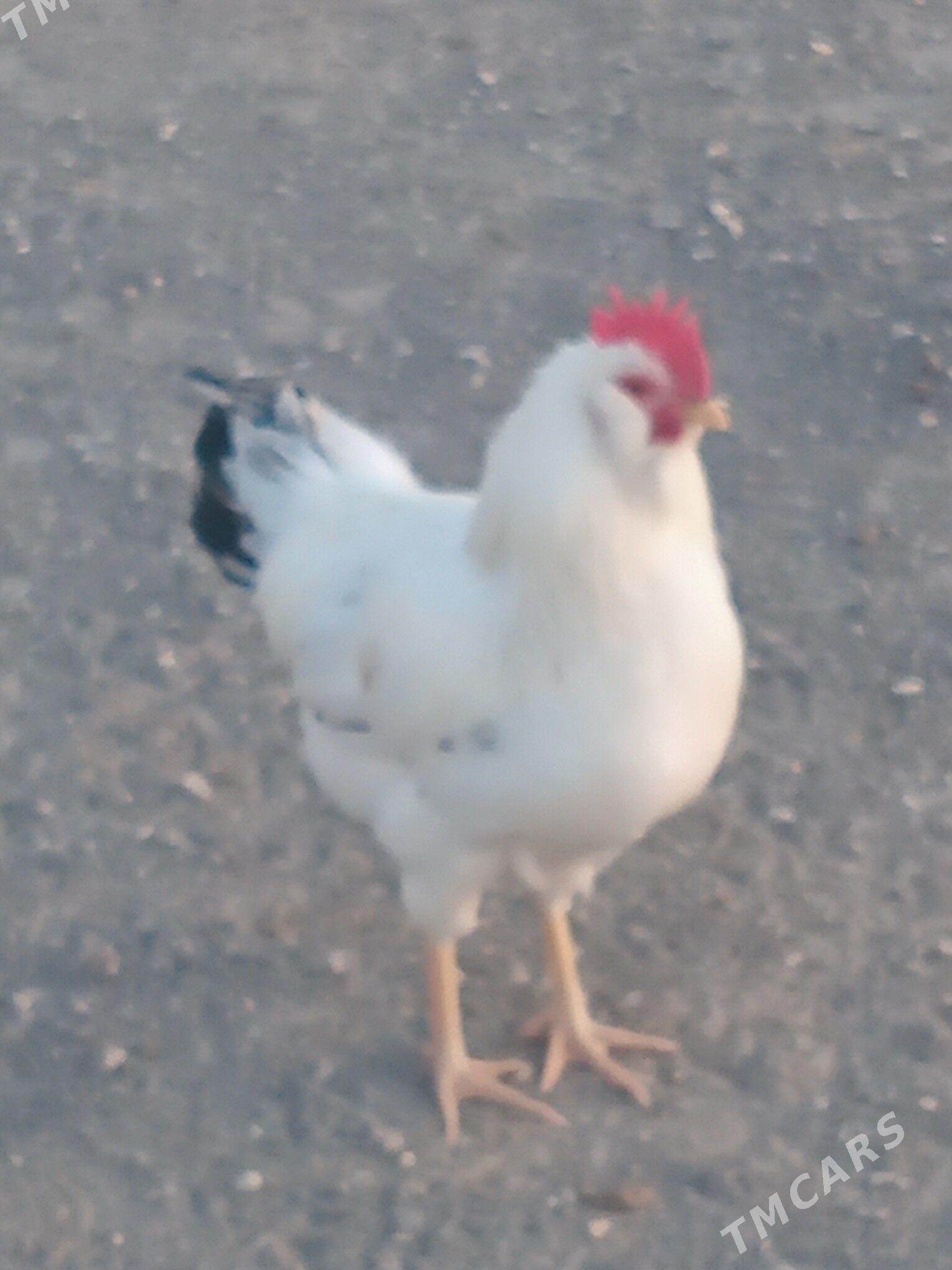 horaz - Balkanabat - img 2