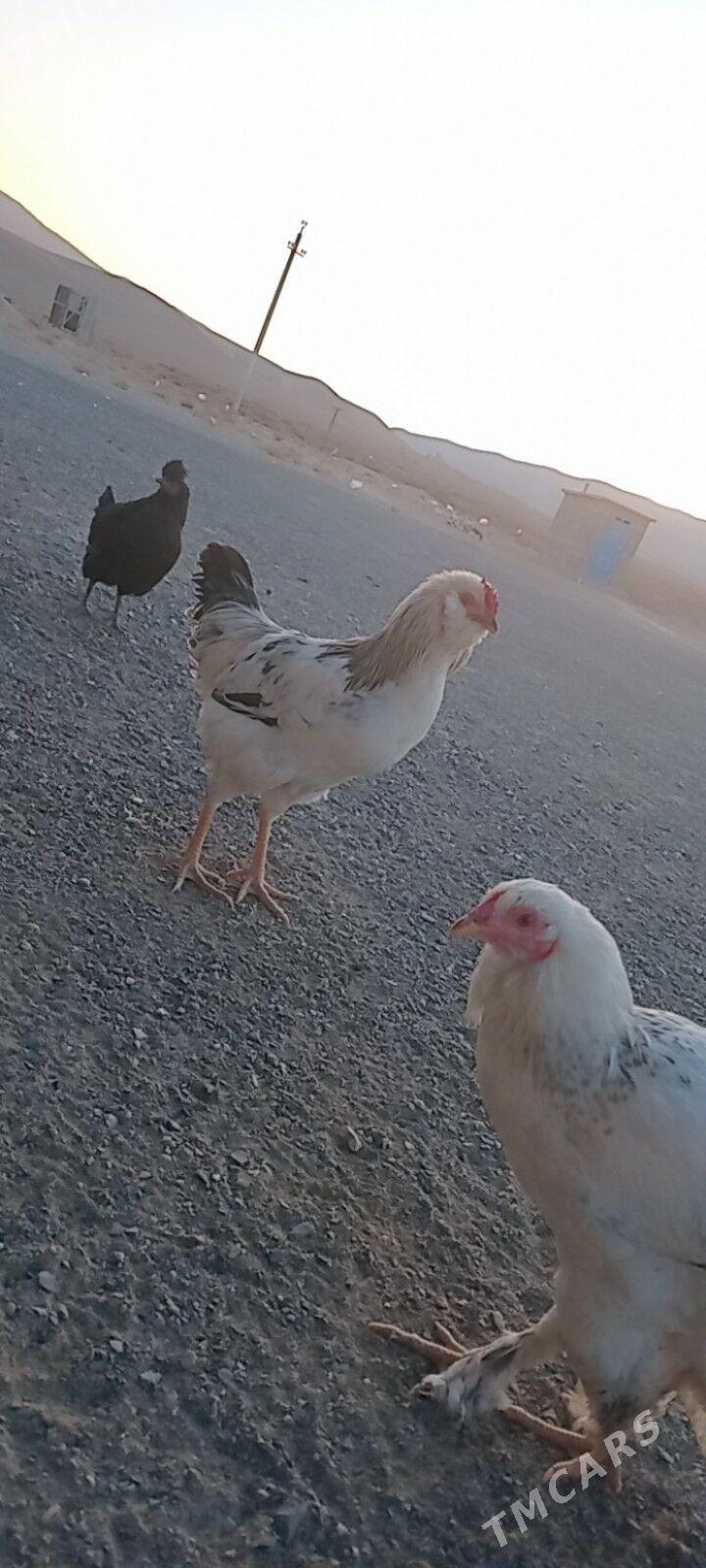 horaz - Balkanabat - img 3