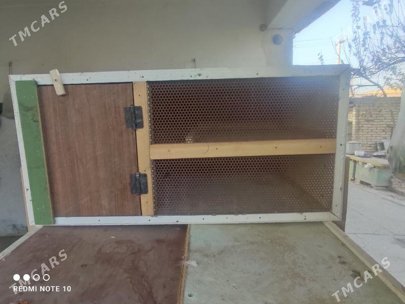 Ketekler, towuk, kepter, towşa - Туркменабат - img 2