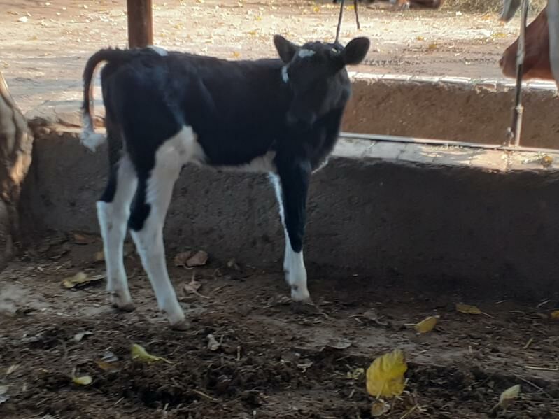 semental sygyr - Sakar - img 3