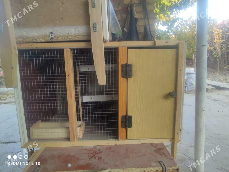 Ketekler, towuk, kepter, towşa - Туркменабат - img 5