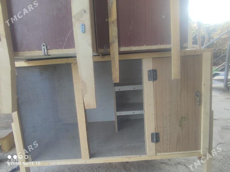 Ketekler, towuk, kepter, towşa - Туркменабат - img 4