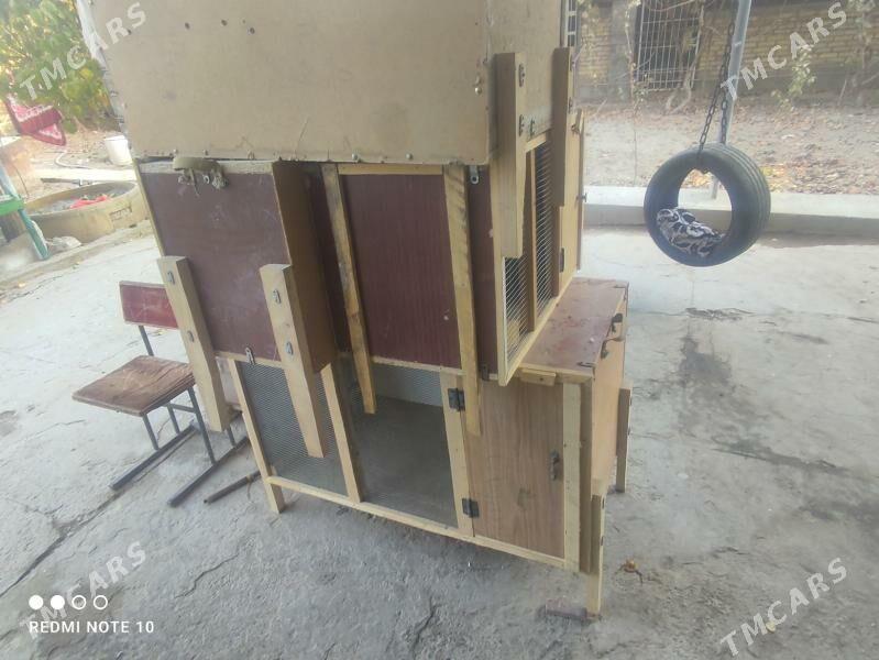 Ketekler, towuk, kepter, towşa - Туркменабат - img 1