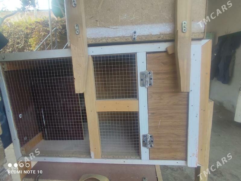 Ketekler, towuk, kepter, towşa - Туркменабат - img 3