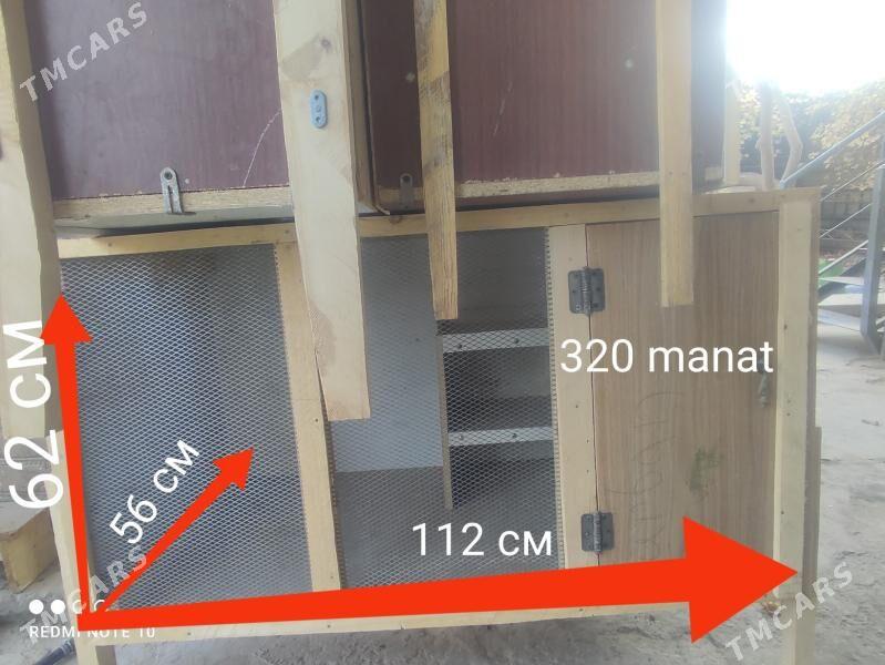 Ketekler, towuk, kepter, towşa - Туркменабат - img 7