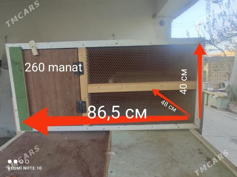 Ketekler, towuk, kepter, towşa - Туркменабат - img 8