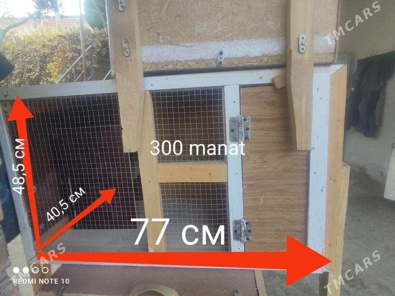 Ketekler, towuk, kepter, towşa - Туркменабат - img 9