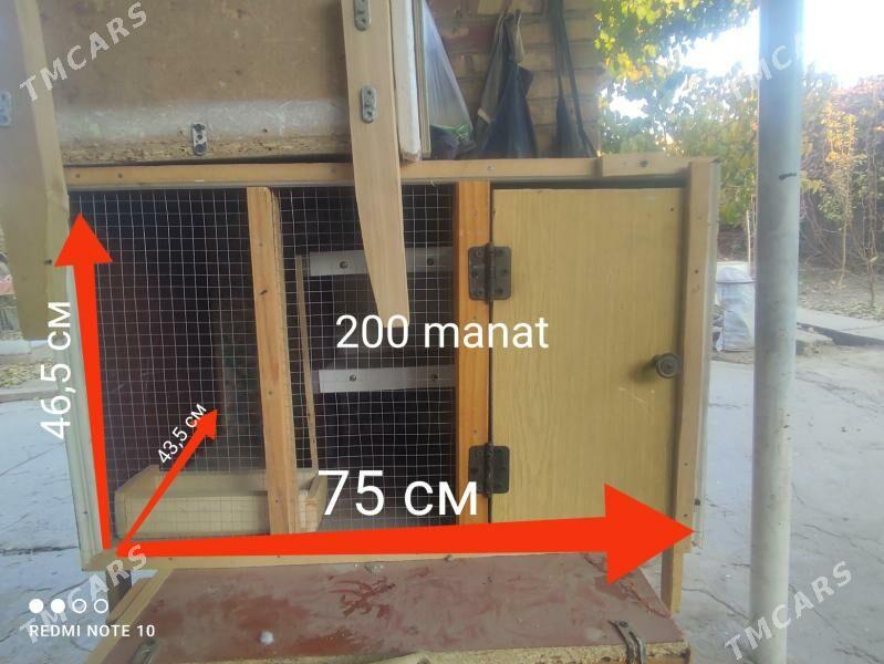 Ketekler, towuk, kepter, towşa - Туркменабат - img 6