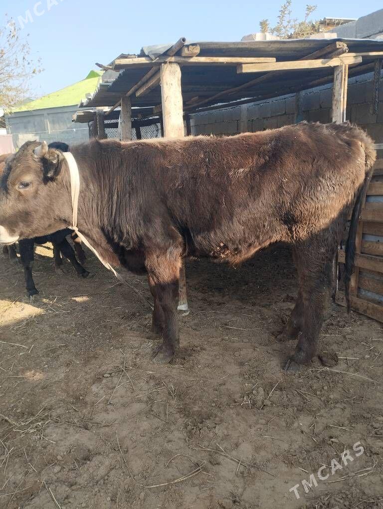 okuz - Ашхабад - img 2