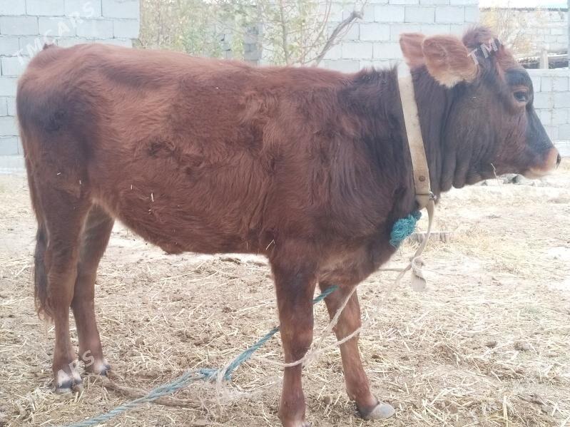 OKUZ .TÜWE. - Änew - img 2