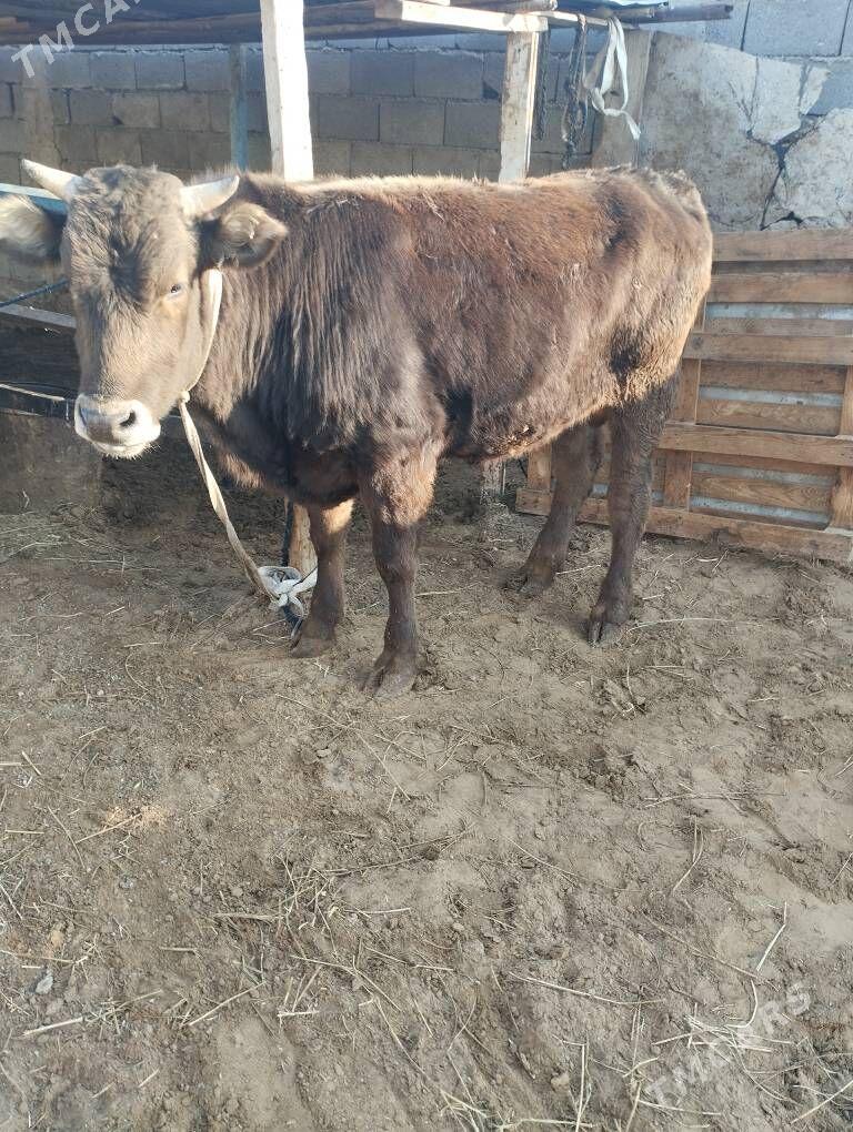 okuz - Ашхабад - img 3