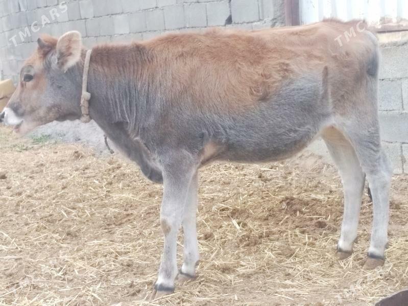 OKUZ .TÜWE. - Änew - img 4