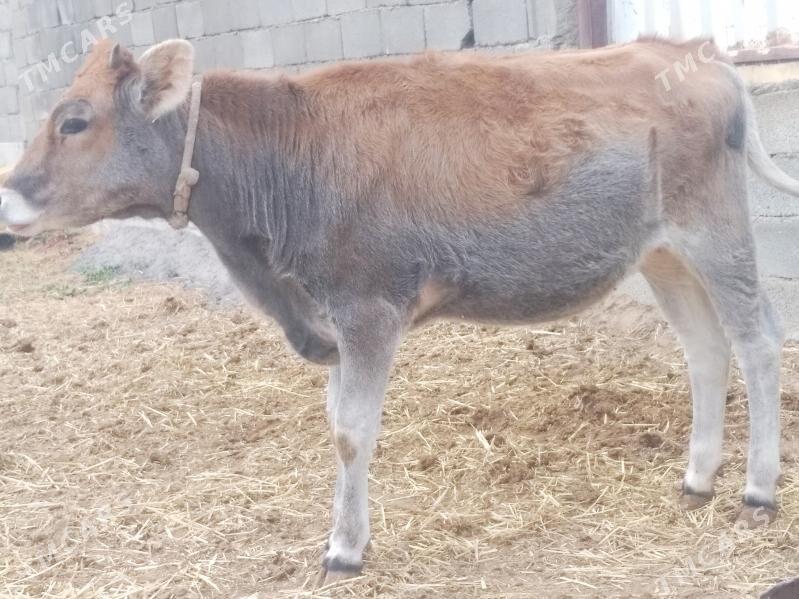 OKUZ .TÜWE. - Änew - img 3