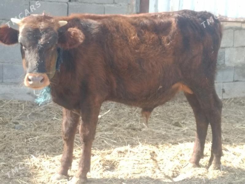 OKUZ .TÜWE. - Änew - img 5