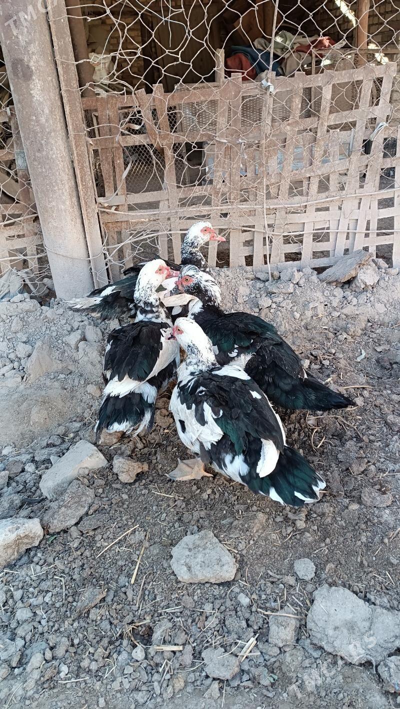 Indawutga - Мары - img 4