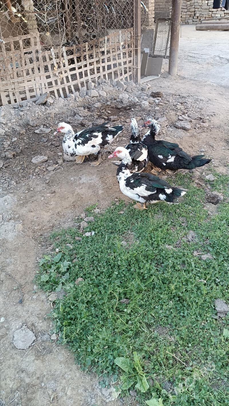 Indawutga - Мары - img 2