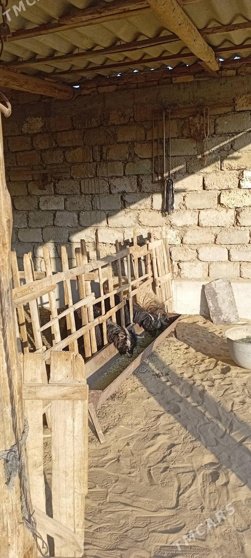 tokly - Garadamak - img 1