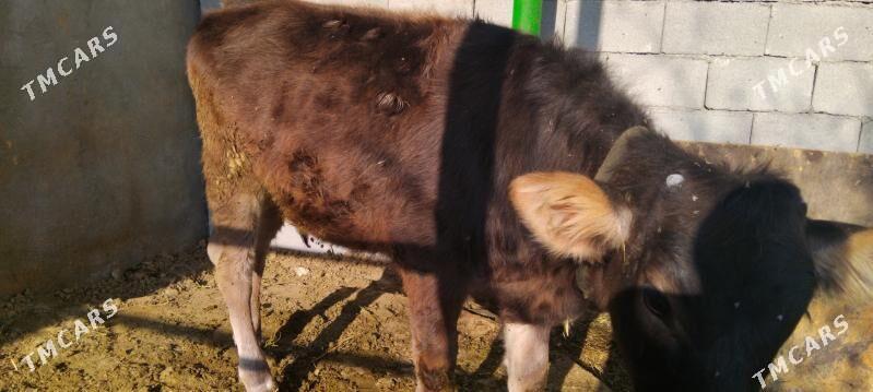 Göle tüwe - Тязе заман - img 6